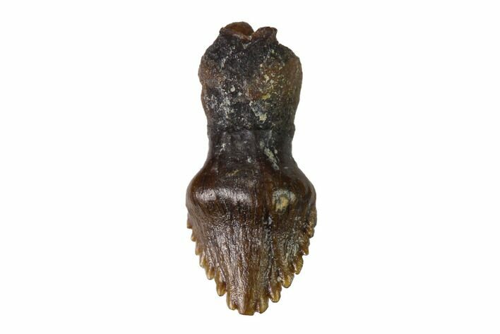 Rooted Ankylosaur (Zuul) Tooth - Judith River Formation #144892
